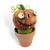 Pumpkin Plant (min. order qty 3 required